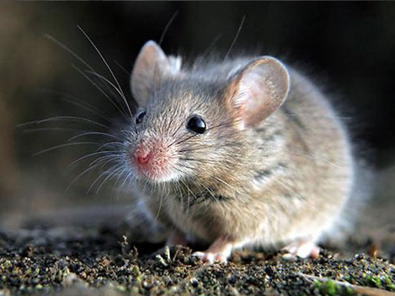 Fumigación de  Ratones