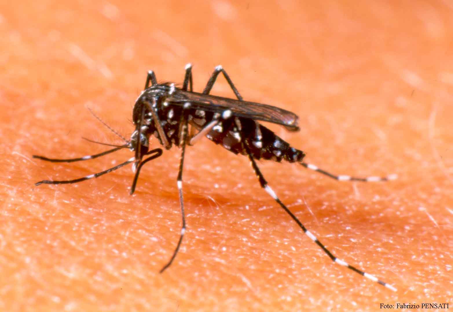 Fumigación de  Mosquitos