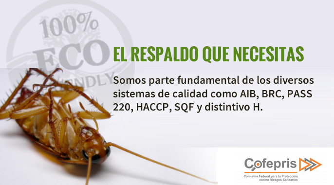 FUMIGACIONES DE PLAGAS, CUCARACHAS, CHINCHES DE CAMA, RATONES FUMIGACIONES DE PLAGAS, CUCARACHAS, CHINCHES DE CAMA, RATONES