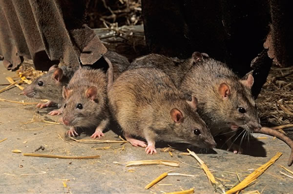 FUMIGACIONES DE PLAGAS, CUCARACHAS, CHINCHES DE CAMA, RATONES FUMIGACIONES DE PLAGAS, CUCARACHAS, CHINCHES DE CAMA, RATONES