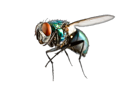 FUMIGACIONES DE PLAGAS, CUCARACHAS, CHINCHES DE CAMA, RATONES FUMIGACIONES DE PLAGAS, CUCARACHAS, CHINCHES DE CAMA, RATONES